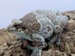 ミルキーツリーフロッグ・フルアダルト