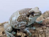 ミルキーツリーフロッグ・フルアダルト