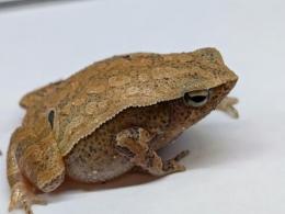 コシモンチョボグチガエル