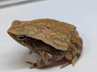 コシモンチョボグチガエル