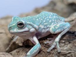 イエアメガエル・スーパースノーフレーク