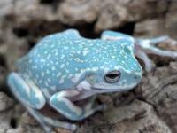 イエアメガエル・スーパースノーフレーク